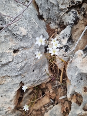 Gagea graeca