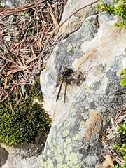 Leucorrhinia rubicunda