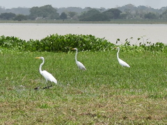 Ardea alba