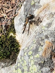 Leucorrhinia rubicunda