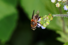Palpada ruficeps