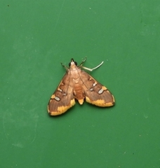 Prophantis