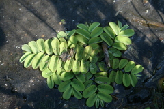 Salvinia natans