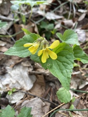 Viola eriocarpa
