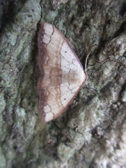 Pylargosceles steganioides