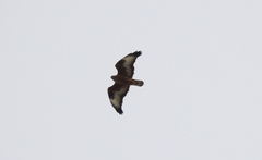 Buteo rufinus