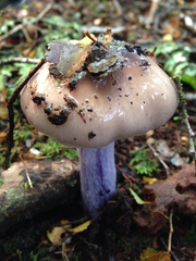Cortinarius bellus