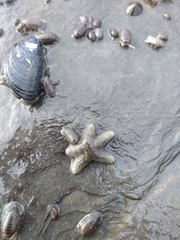 Anasterias antarctica