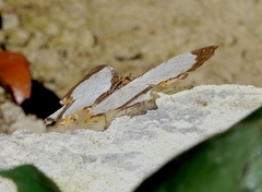 Cyrestis nivea