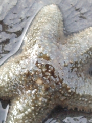 Anasterias antarctica