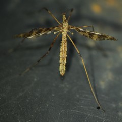 Epiphragma