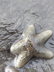 Anasterias antarctica