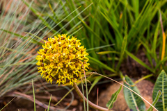Asclepias macropus
