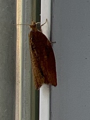 Argyrotaenia franciscana