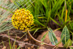 Asclepias macropus