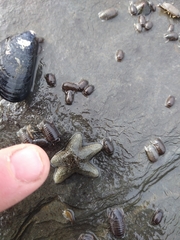 Anasterias antarctica