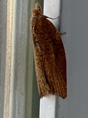 Argyrotaenia franciscana