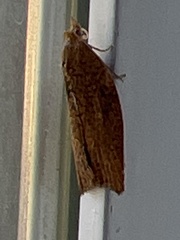 Argyrotaenia franciscana