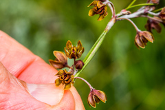 Aspidoglossum woodii