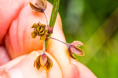 Aspidoglossum woodii