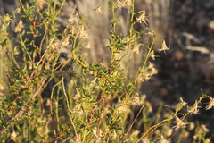 Hermannia fruticulosa