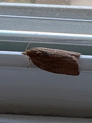 Argyrotaenia franciscana