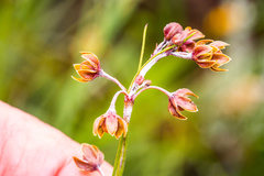 Aspidoglossum woodii