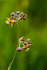 Aspidonepsis reenensis