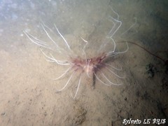 Pachycerianthus solitarius