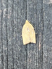Argyrotaenia franciscana