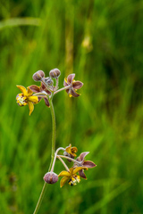 Aspidonepsis reenensis