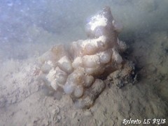 Phallusia mammillata