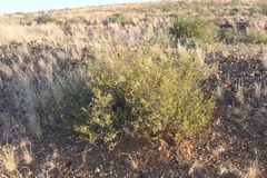 Hermannia fruticulosa