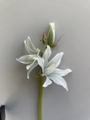 Ornithogalum nutans
