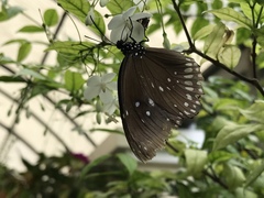 Euploea core