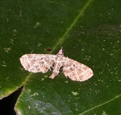 Carbia