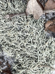 Cladonia dimorphoclada