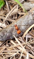 Pseudomethoca sanbornii
