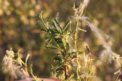 Hermannia fruticulosa