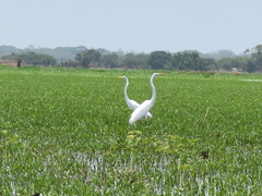 Ardea alba