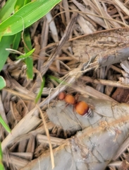 Pseudomethoca sanbornii