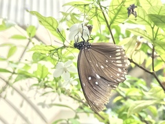 Euploea core