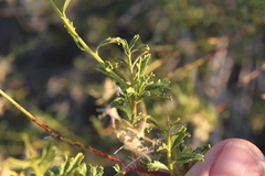 Hermannia fruticulosa