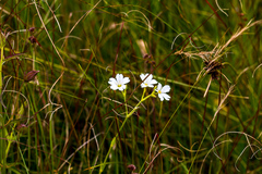 Cerastium arabidis