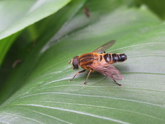 Helophilus eristaloidea