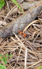 Pseudomethoca sanbornii