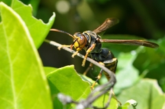 Polistes rothneyi