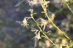 Hermannia fruticulosa