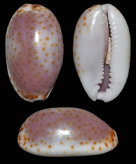 Naria irrorata