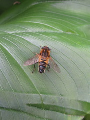 Helophilus eristaloidea